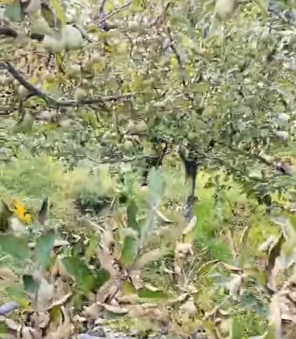 Diseased apple orchards in Chohara Valley Rohru 