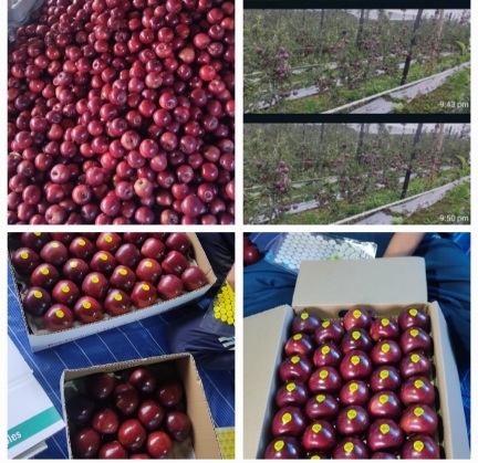 Apple orchard Dinesh Banchaik Shilgrahan Shantha_Hinbumail