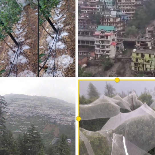 Hailstorms Batters Apple Orchards in Apple Belt, Cloud Bursts In Kullu 