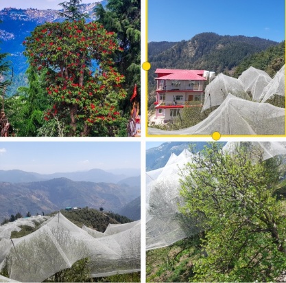 Apple bloom in Shilgrahan in Shantha Chopal Shimla Himachal Pradesh 
