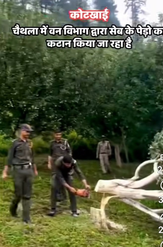 Chaithla apple cutting 