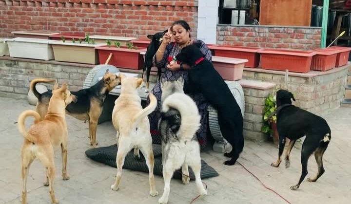 Strays and Supreme Court 