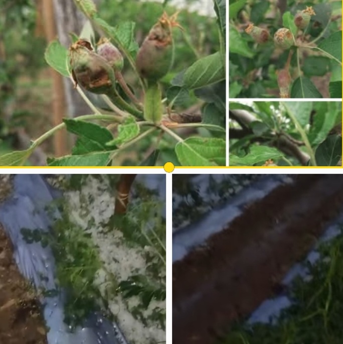 Hail Storms  Smash Several Orchards in Shimla Apple belts and Destroy TomatoCrop in Solan, Widespread Rains Bring Relief from Drough in Himachal Pradesh 