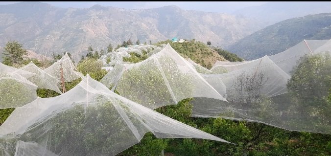 AntiHail znets Covered Apple orchards in Shilgrahan Shantha in Chopal 
