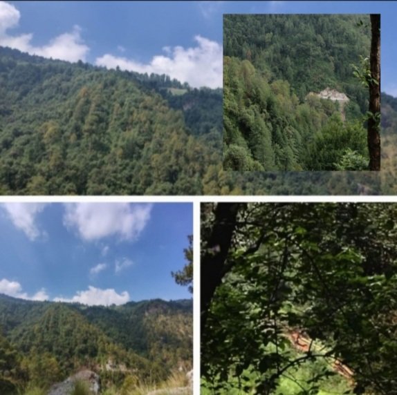 LetUsSaveHimriForest