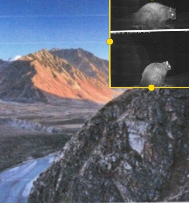 Flying Squirrel in Miyar Valley in Lahaul-Spiti 