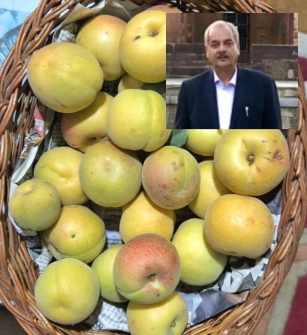 ApricotvijayThakur