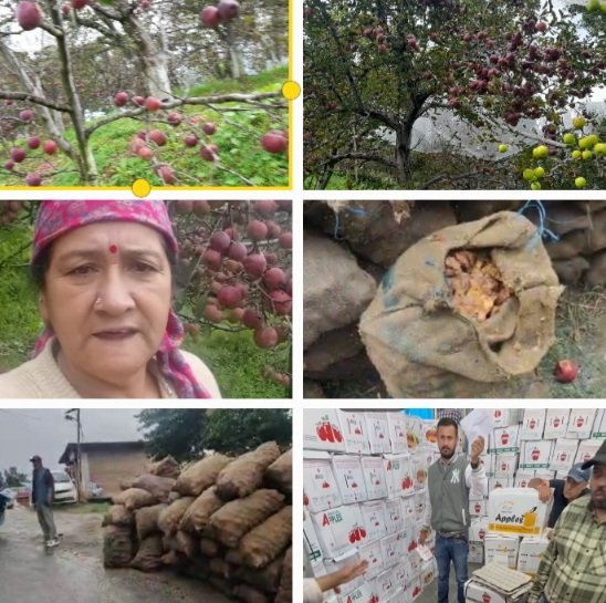 Apple Farmers in bad shape 