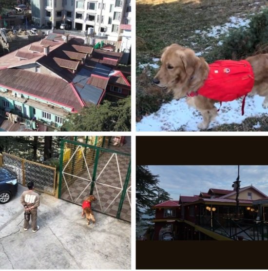 Shyamala Homestay Pet Café in Shimla 