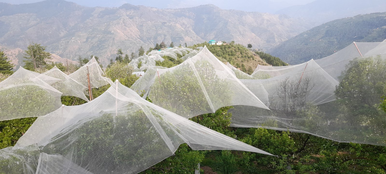 NettingInProgressInShimla