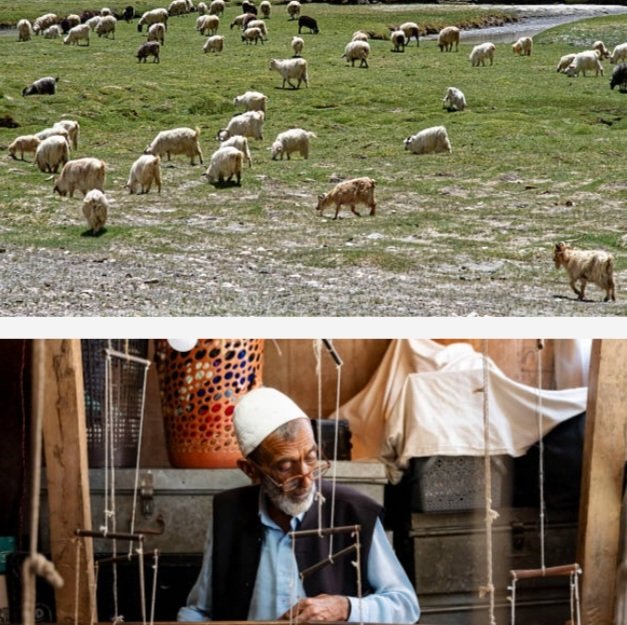 KashmiriShawlMakerAndPadhminaGoat